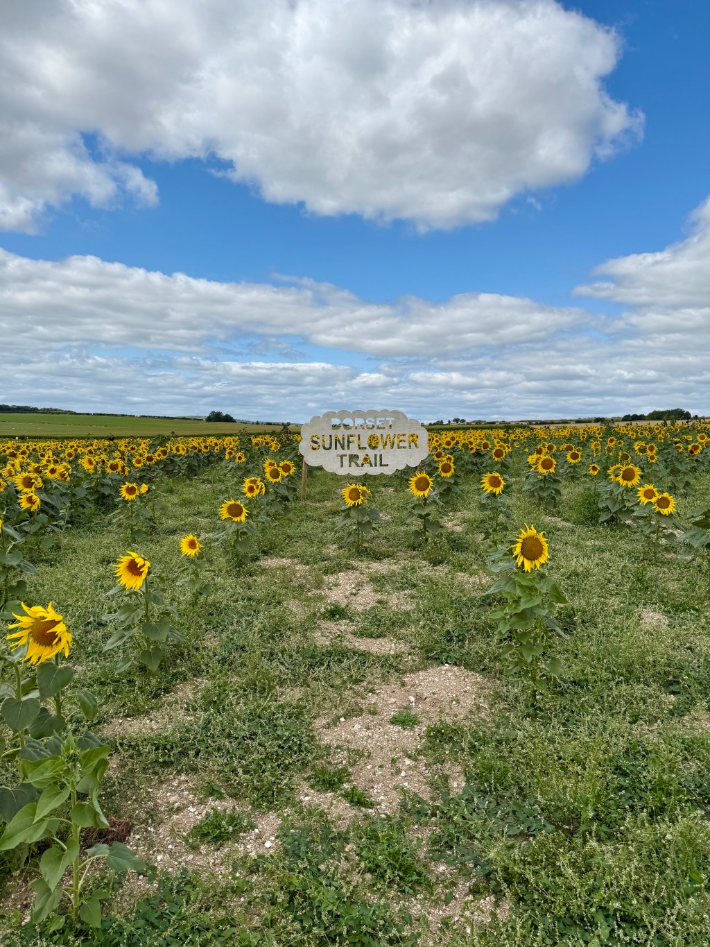 Dorset Sunflower Trail at Maiden Castle Farm: A Bloom-Filled Day Out in&nbsp;Dorchester