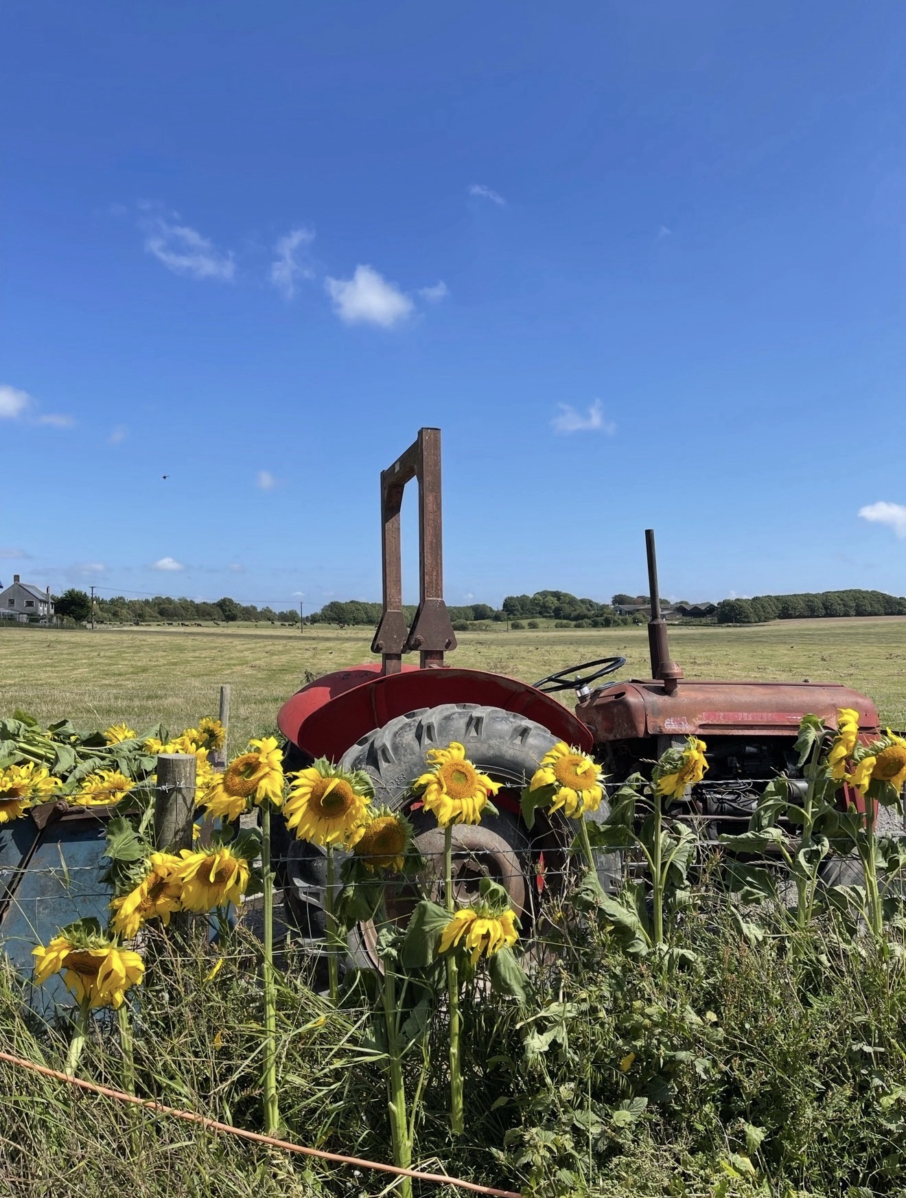 Sunflower Fields Worth Visiting This Summer in Dorset, Devon & Nearby
