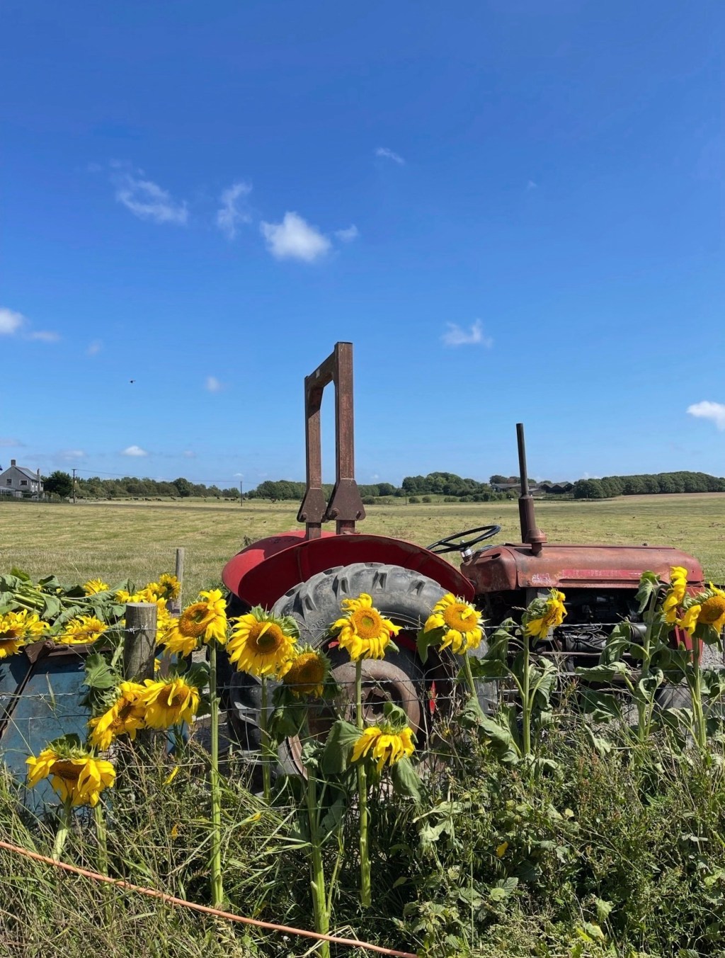 Sunflower Fields Worth Visiting This Summer in Dorset, Devon &&nbsp;Nearby
